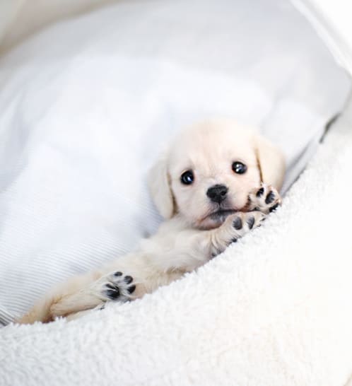 장모닥스훈트 분양