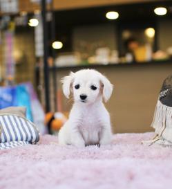 장모닥스훈트 분양