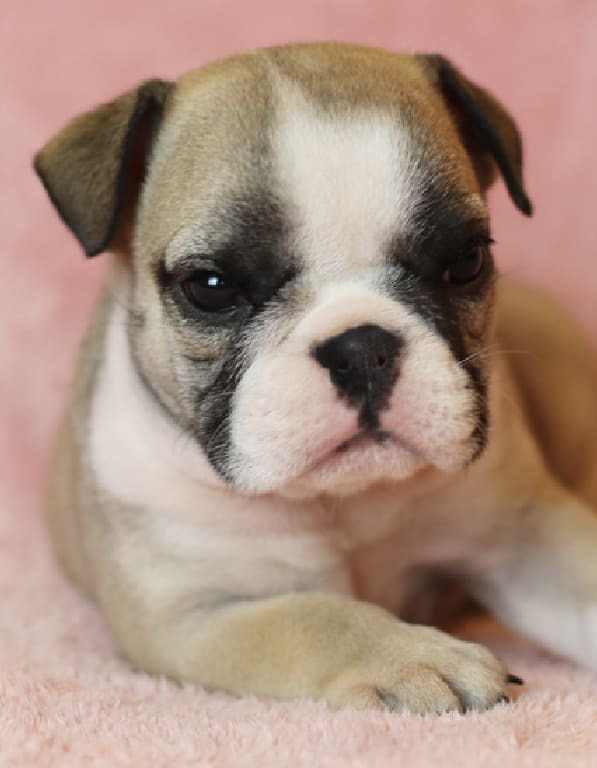 잉글리쉬 불독 분양