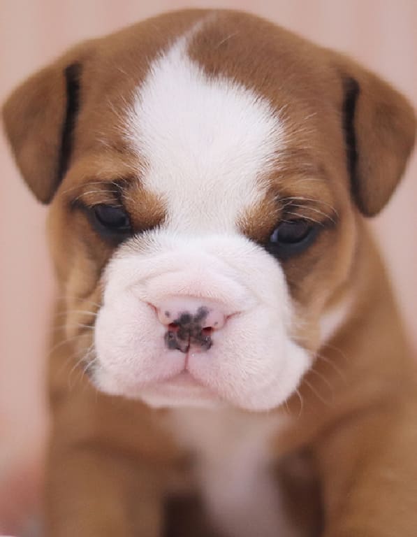 잉글리쉬 불독 분양