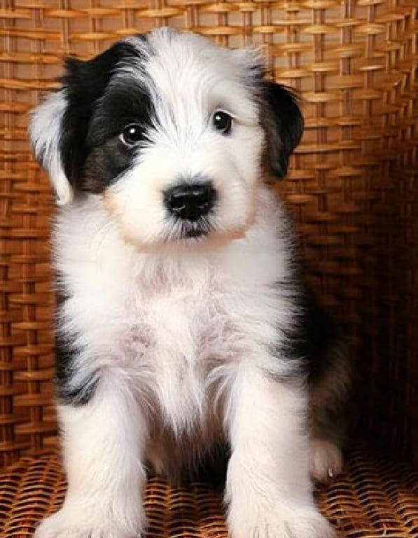 잉글리쉬쉽독 분양