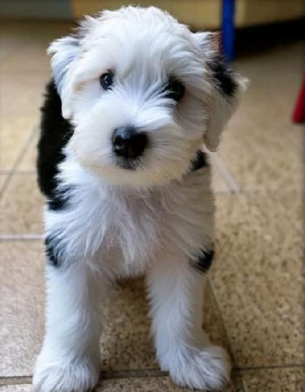 잉글리쉬쉽독 분양