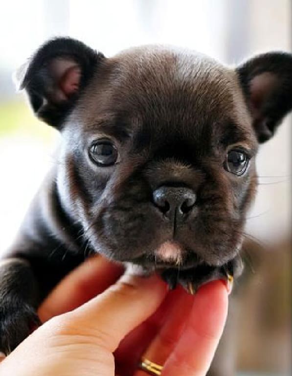 프렌치불독 분양