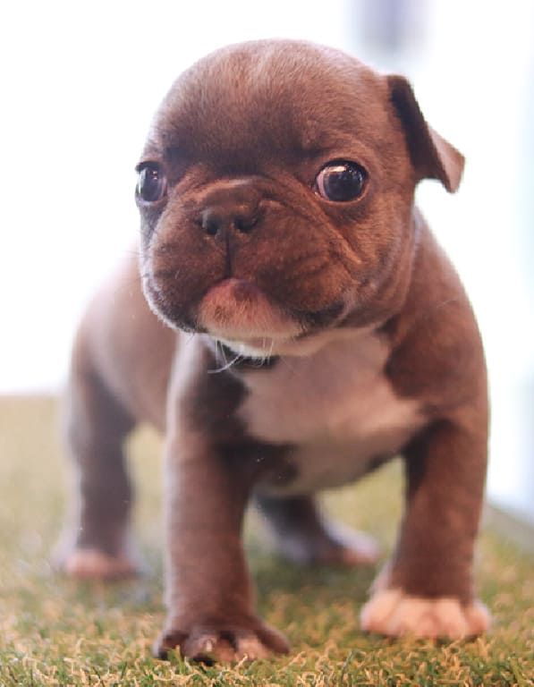 프렌치불독 분양