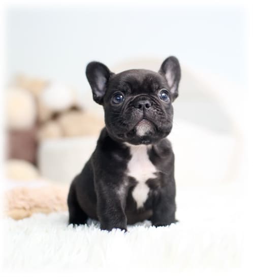 브린들 프렌치불독 분양