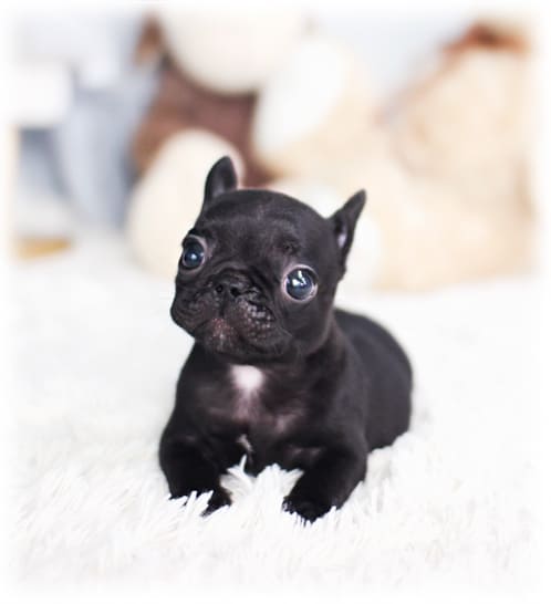 프렌치불독 분양