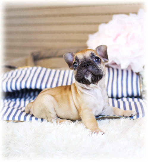 프렌치불독 분양