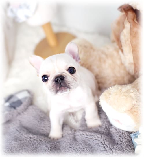 크림 프렌치 불독 분양