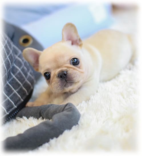 크림 프렌치불독 분양