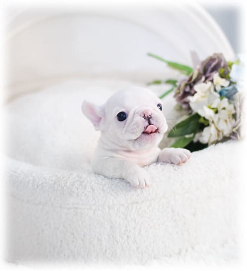 프렌치불독 분양