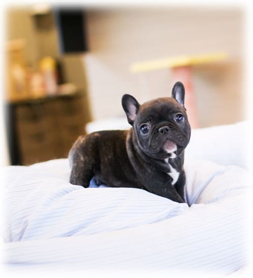 프렌치불독 분양