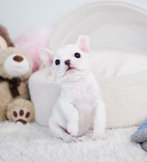 프렌치불독 분양