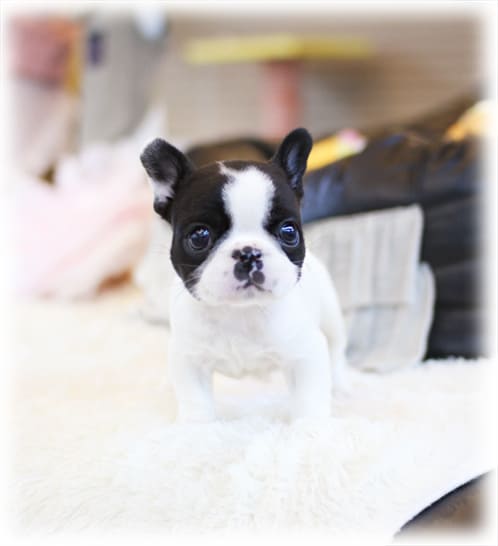 프렌치불독 분양