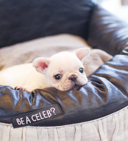 프렌치불독 분양