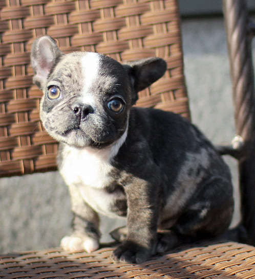 프렌치불독 분양