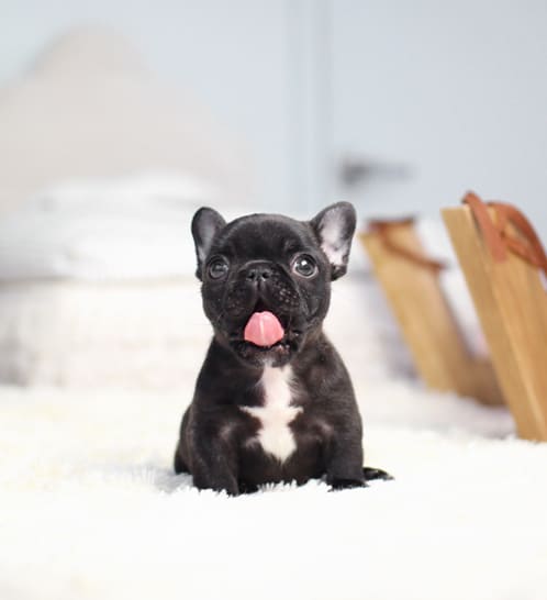 프렌치불독 분양