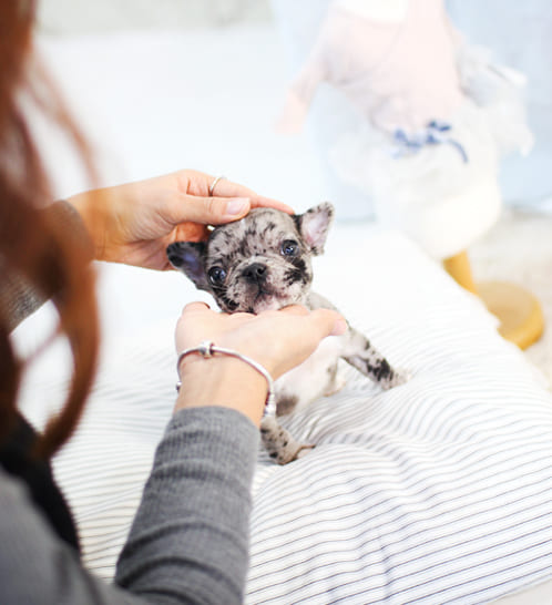 프렌치불독 분양