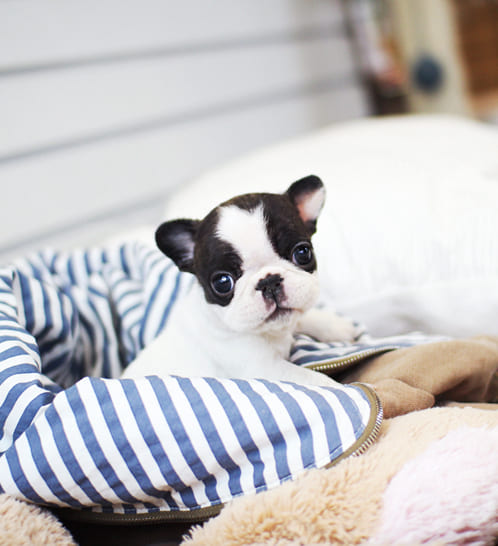 프렌치불독 분양