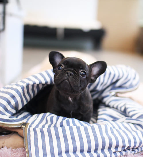 프렌치불독 분양