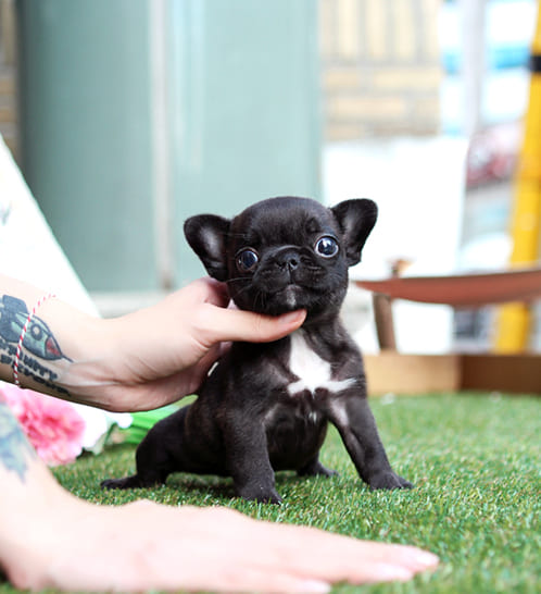 프렌치불독 분양