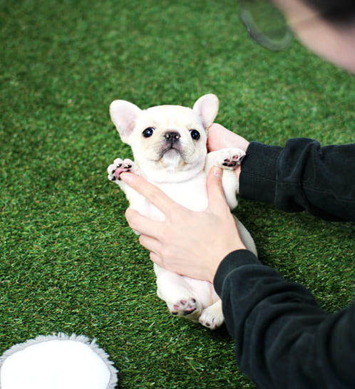 프렌치불독 분양