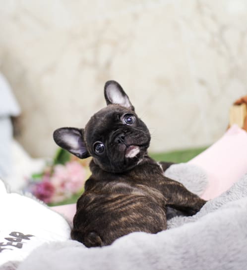 프렌치불독 분양