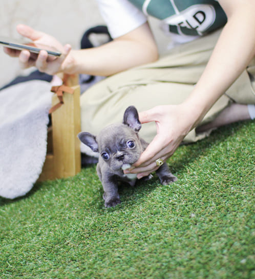 프렌치불독 분양