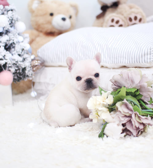 프렌치불독 분양