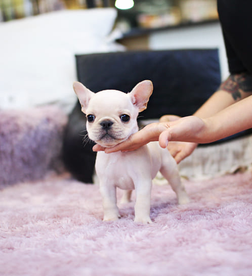 프렌치불독 분양