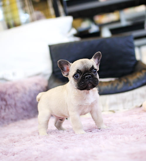 프렌치불독 분양