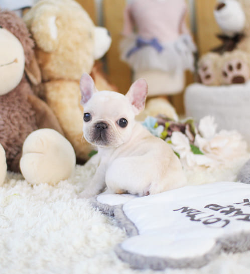 프렌치불독 분양