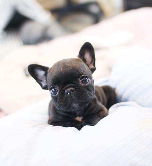 프렌치불독 분양