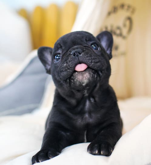 프렌치불독 분양