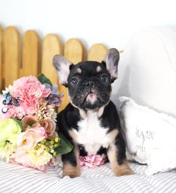 프렌치불독 분양