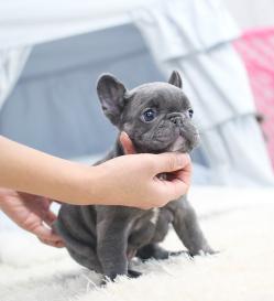 프렌치불독 분양