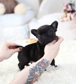 프렌치불독 분양