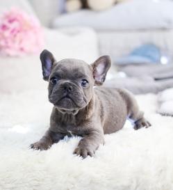 프렌치불독 분양