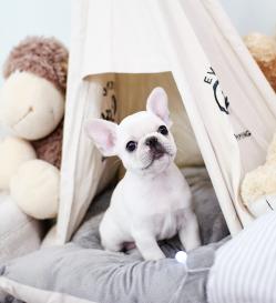 프렌치불독 분양