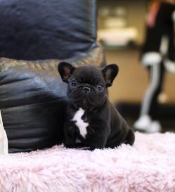 프렌치불독 분양