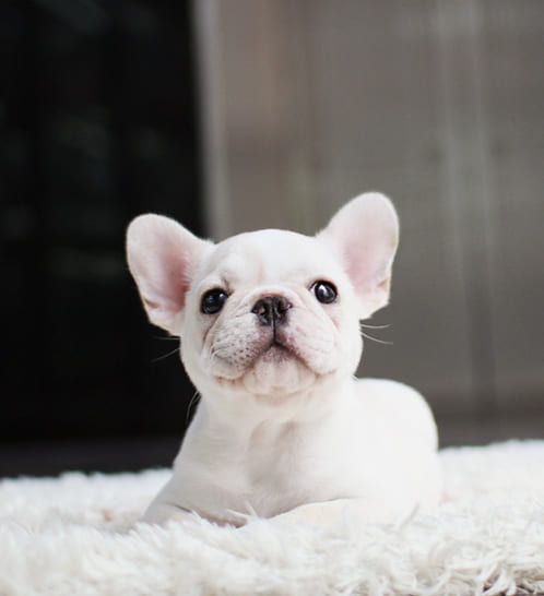 프렌치불독 분양