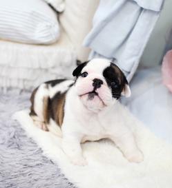 프렌치불독 분양