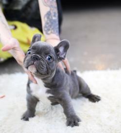 프렌치불독 분양