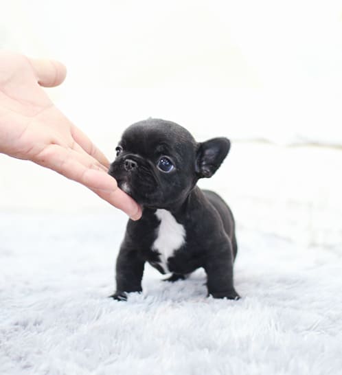 프렌치불독 분양