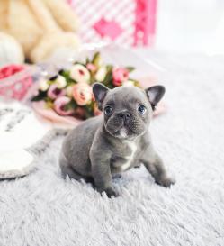 프렌치불독 분양