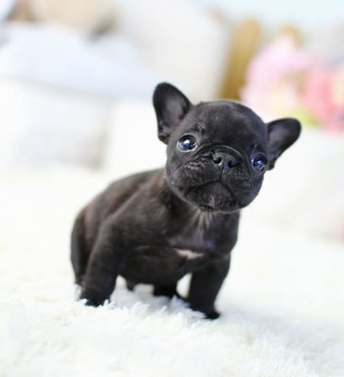 프렌치불독 분양