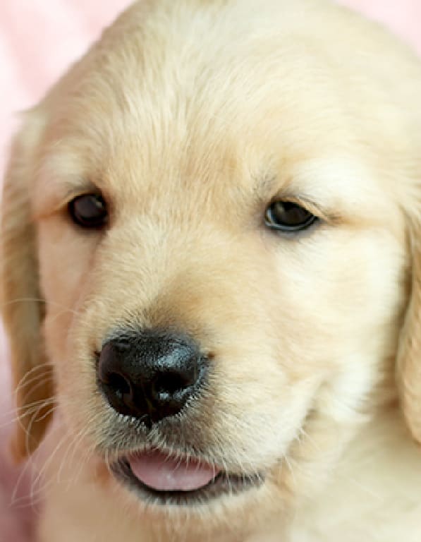 골든리트리버 분양