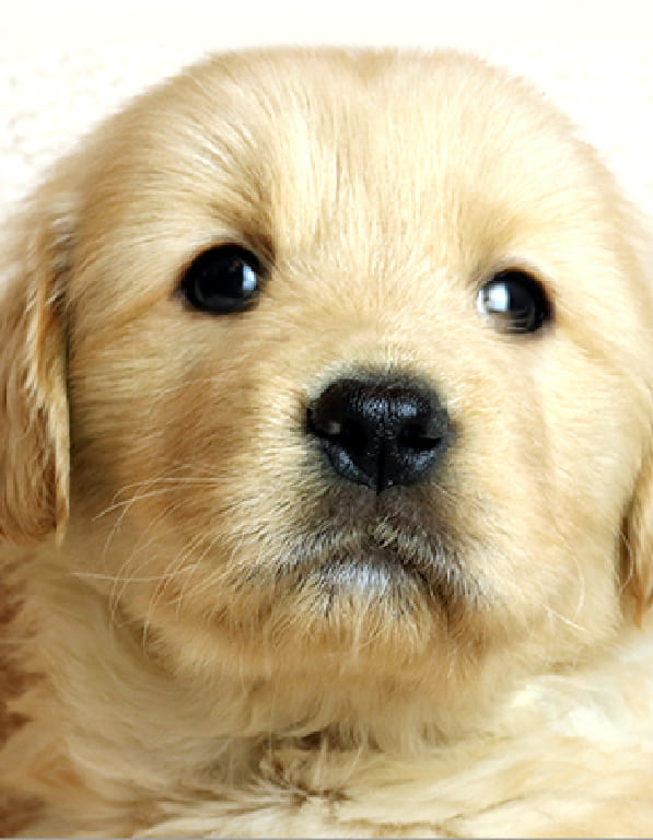 골든리트리버 분양