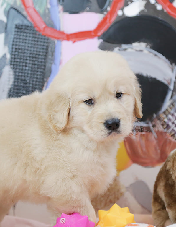 골든리트리버 분양