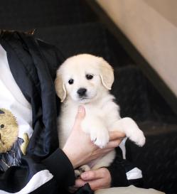 골든리트리버 분양