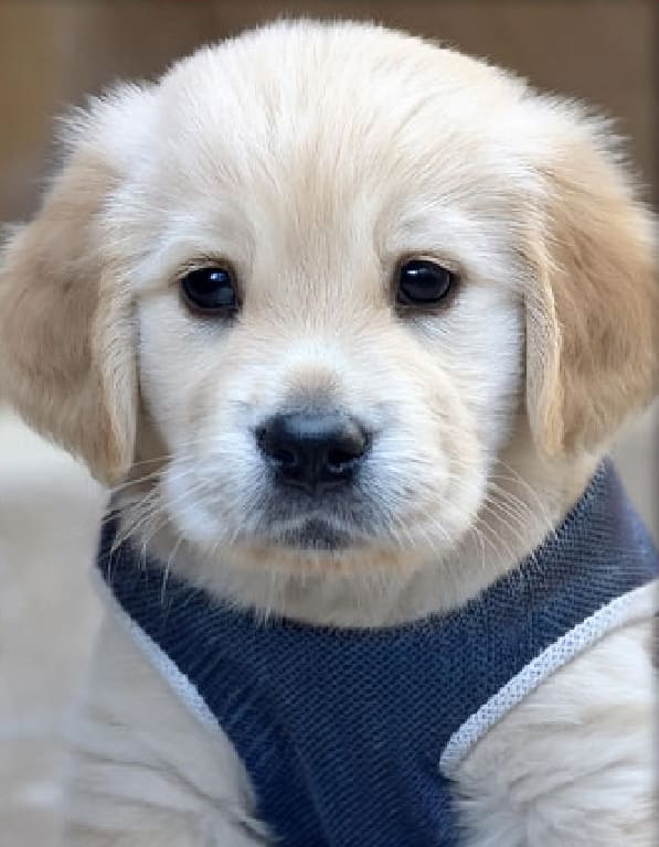 골든리트리버 분양